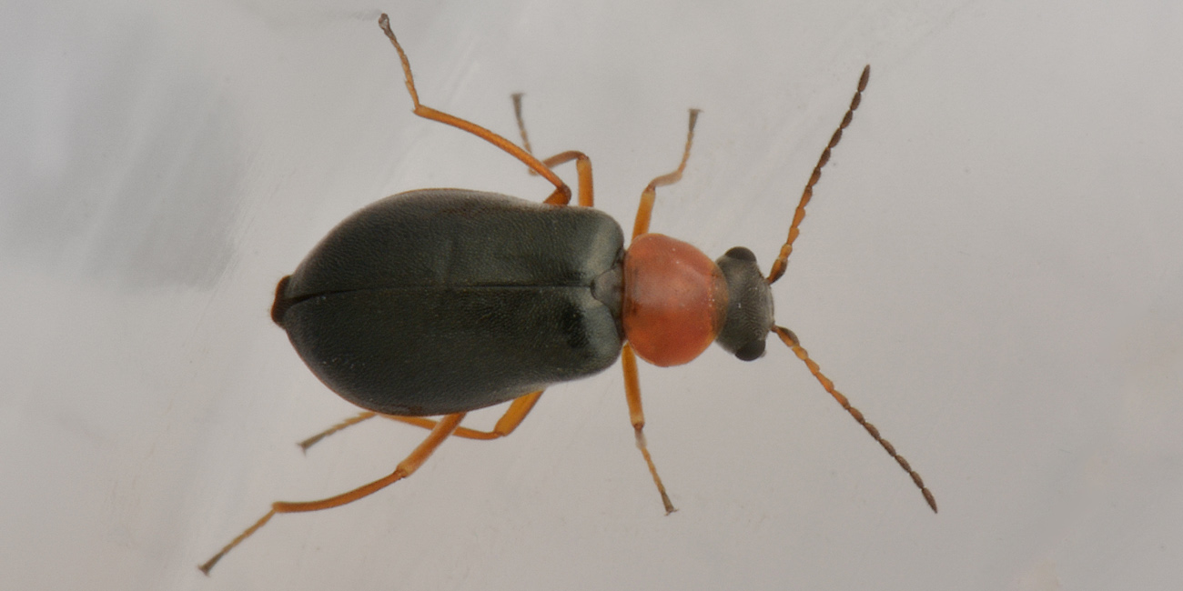 Malachiidae: Hypebaeus sp.